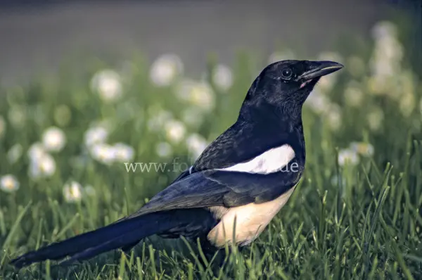 Fokus-Natur Bild