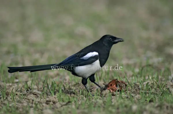 Fokus-Natur Bild