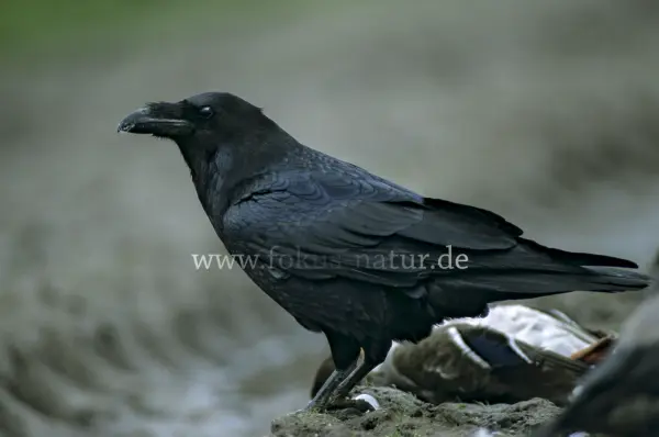 Fokus-Natur Bild