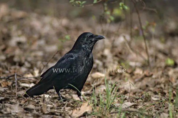 Fokus-Natur Bild