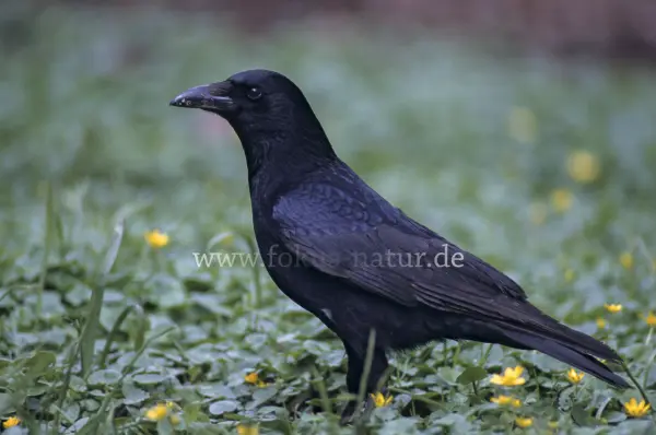 Fokus-Natur Bild
