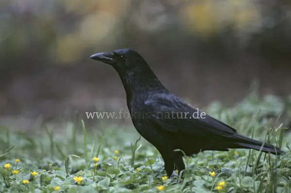 Fokus-Natur Bild