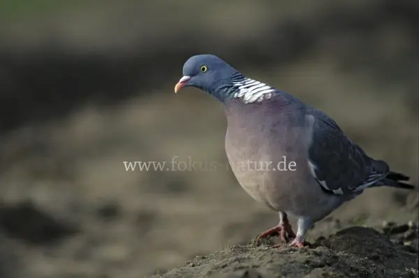 Fokus-Natur Bild