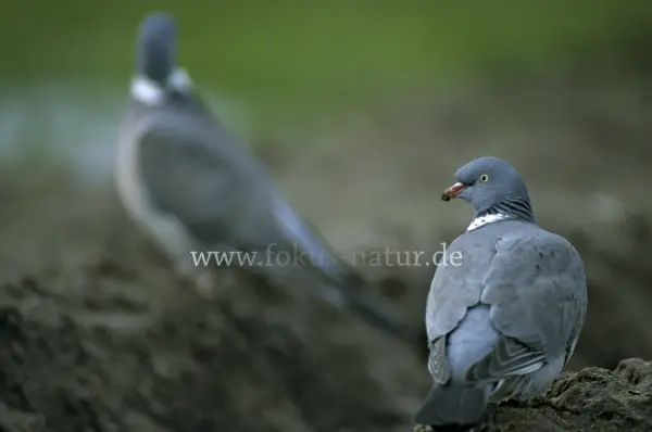 Fokus-Natur Bild