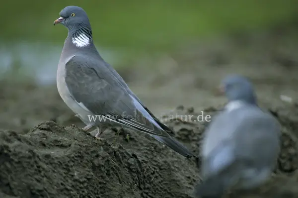 Fokus-Natur Bild