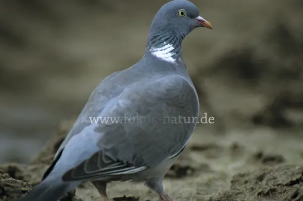 Fokus-Natur Bild