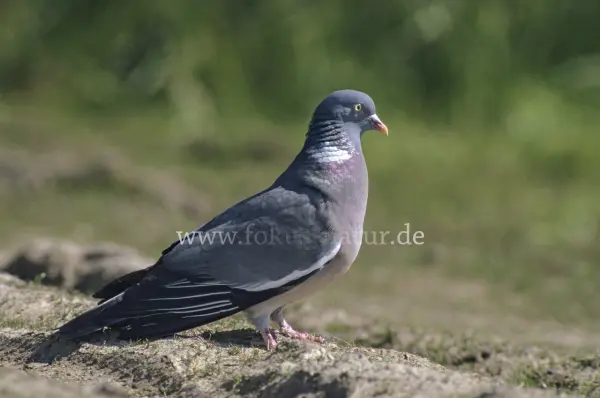 Fokus-Natur Bild
