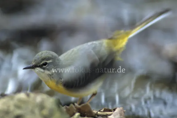 Fokus-Natur Bild
