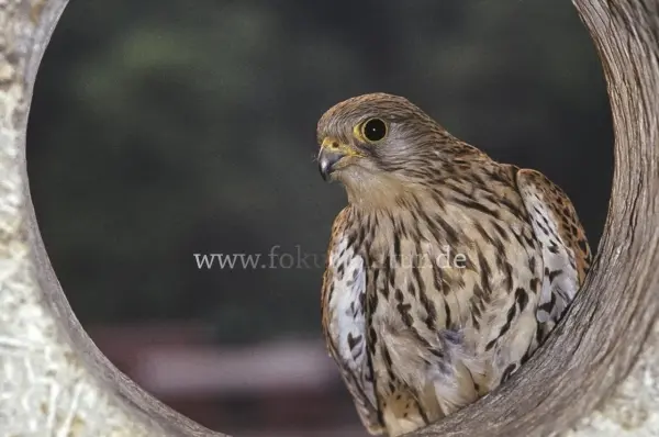 Fokus-Natur Bild