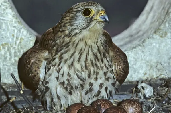 Fokus-Natur Bild