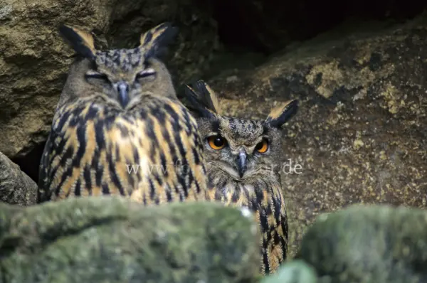 Fokus-Natur Bild