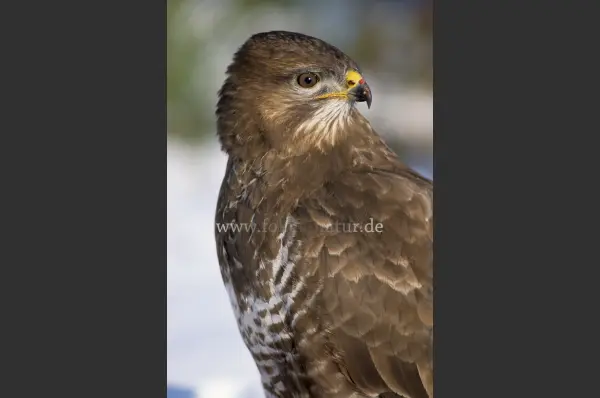 Fokus-Natur Bild