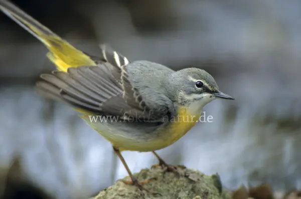 Fokus-Natur Bild