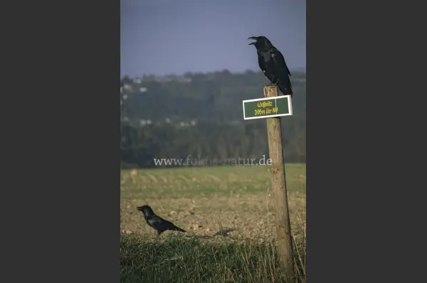Fokus-Natur Bild