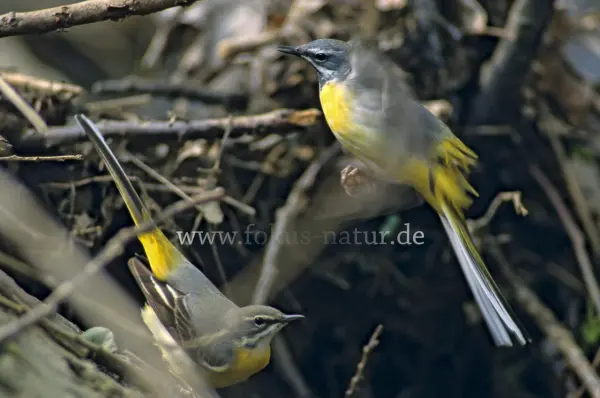 Fokus-Natur Bild