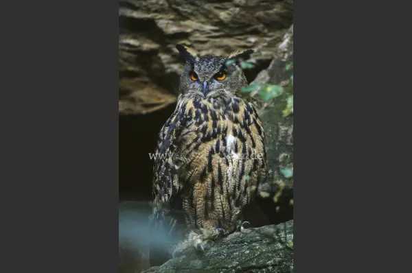 Fokus-Natur Bild