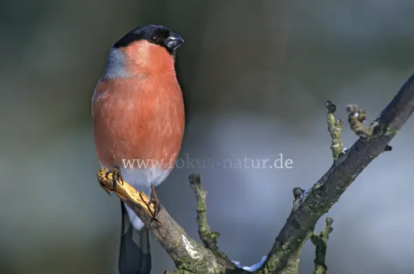 Fokus-Natur Bild