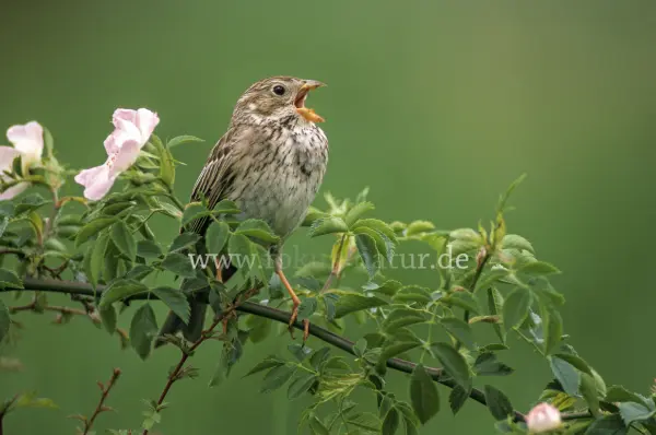 Fokus-Natur Bild