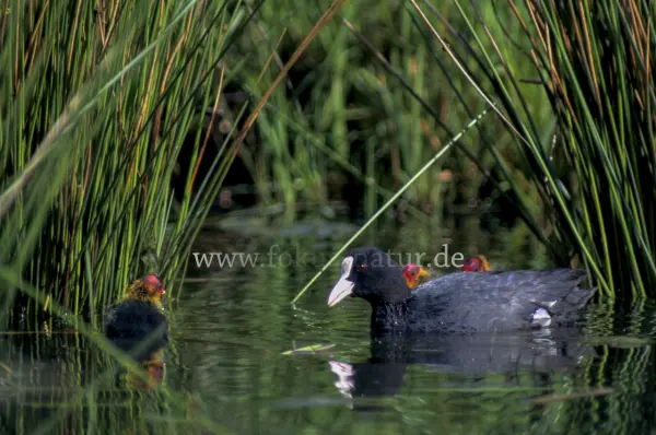 Fokus-Natur Bild