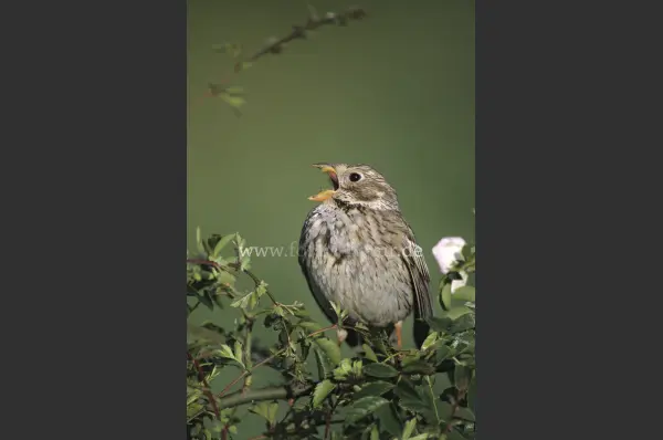 Fokus-Natur Bild