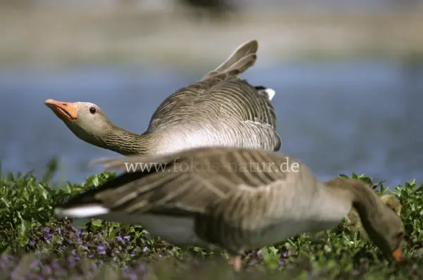 Fokus-Natur Bild
