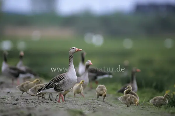 Fokus-Natur Bild