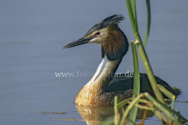 Fokus-Natur Bild
