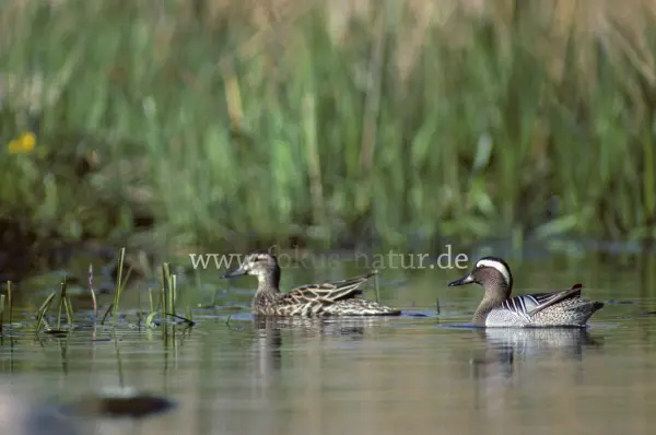 Fokus-Natur Bild
