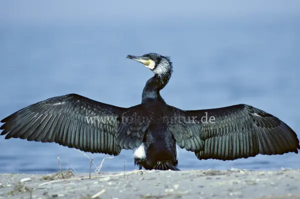 Fokus-Natur Bild