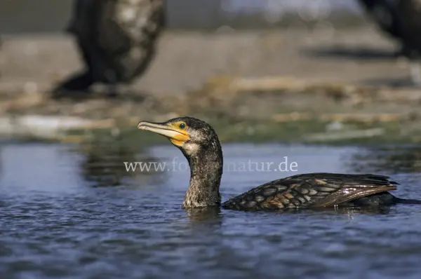 Fokus-Natur Bild