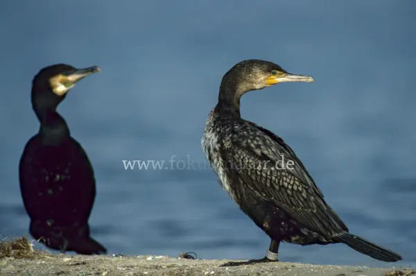 Fokus-Natur Bild