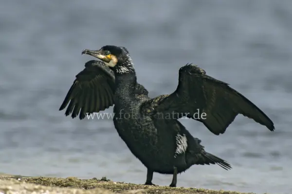 Fokus-Natur Bild