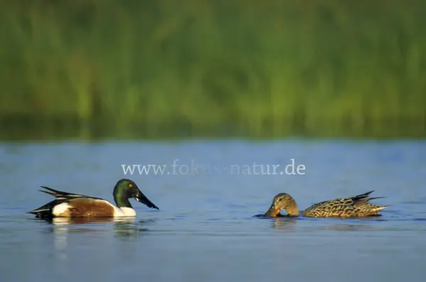 Fokus-Natur Bild