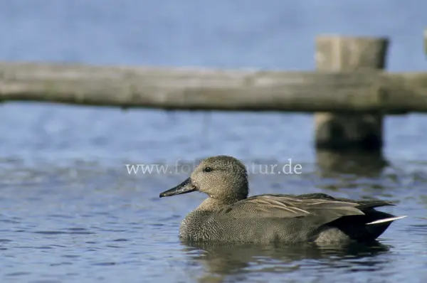 Fokus-Natur Bild
