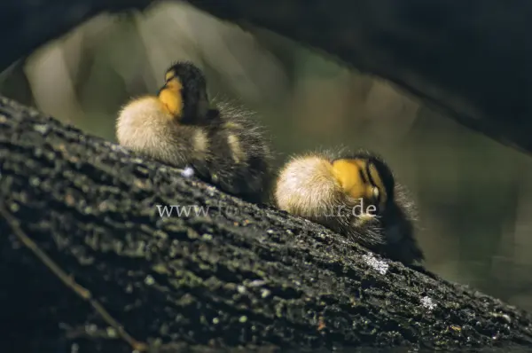 Fokus-Natur Bild