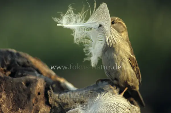 Fokus-Natur Bild