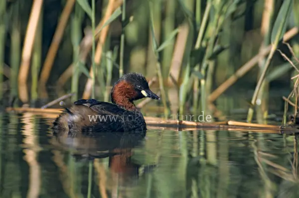 Fokus-Natur Bild