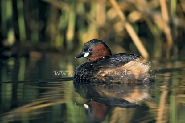 Fokus-Natur Bild
