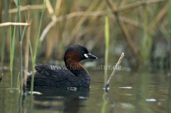 Fokus-Natur Bild