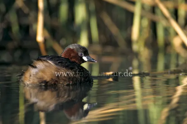 Fokus-Natur Bild