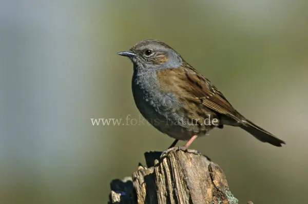 Fokus-Natur Bild