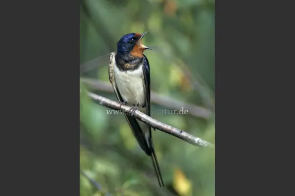 Fokus-Natur Bild