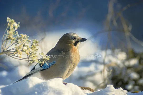 Fokus-Natur Bild