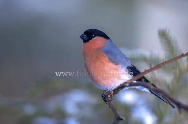 Fokus-Natur Bild