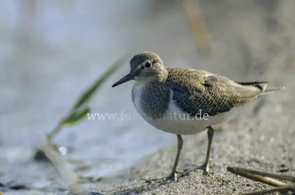 Fokus-Natur Bild