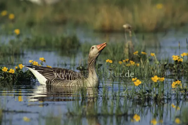 Fokus-Natur Bild