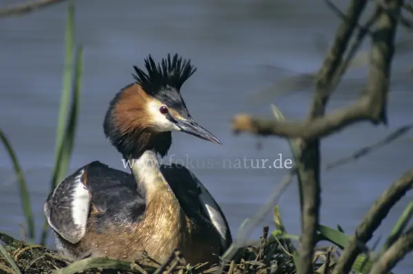 Fokus-Natur Bild
