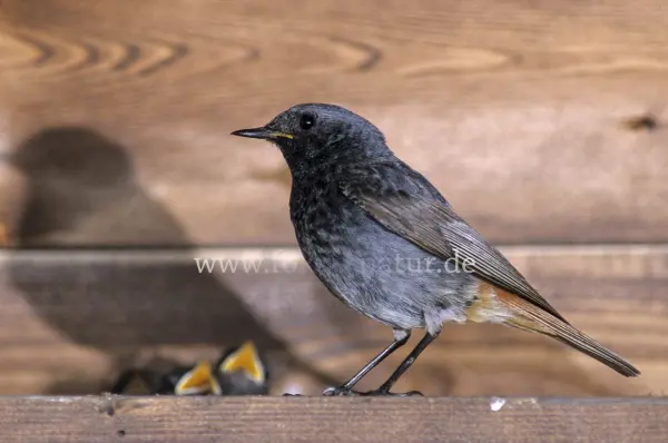 Fokus-Natur Bild