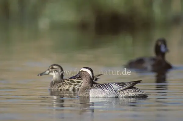 Fokus-Natur Bild
