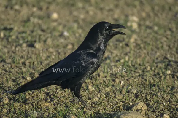 Fokus-Natur Bild